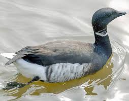 Attēlu rezultāti vaicājumam “Branta bernicla adult”