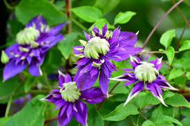 Attēlu rezultāti vaicājumam “Clematis leaf”