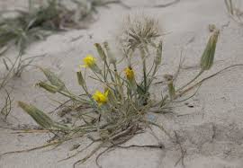 Attēlu rezultāti vaicājumam “Tragopogon heterospermus”
