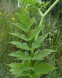 Attēlu rezultāti vaicājumam “Berula erecta leaf”