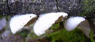 Attēlu rezultāti vaicājumam “Crepidotus versutus”