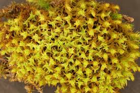 Attēlu rezultāti vaicājumam “Didymodon fallax var. brevifolius”