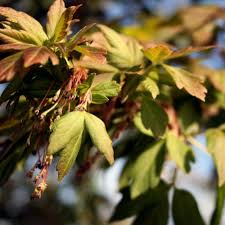 Attēlu rezultāti vaicājumam “Acer negundo”