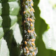 Attēlu rezultāti vaicājumam “Aphis farinosa”