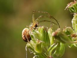 Attēlu rezultāti vaicājumam “Metellina segmentata”