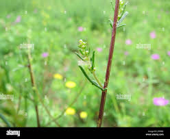 Attēlu rezultāti vaicājumam “Artemisia campestris bud”