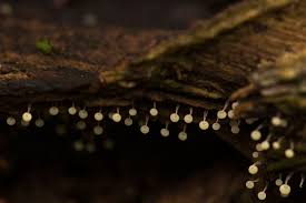 Attēlu rezultāti vaicājumam “Physarum album”