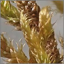 Attēlu rezultāti vaicājumam “Hypnum cupressiforme var. lacunosum sporophyte”