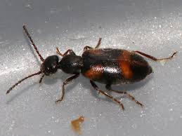 Attēlu rezultāti vaicājumam “Anthicidae”