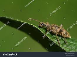 Attēlu rezultāti vaicājumam “Rhagium mordax”