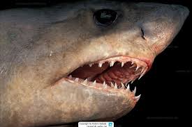 Image result for Lamna nasus