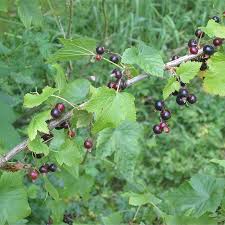 Attēlu rezultāti vaicājumam “Ribes nigrum leaf”