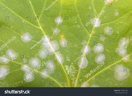 Attēlu rezultāti vaicājumam “Sawadaea tulasnei”