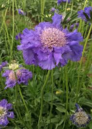 Image result for scabiosa caucasica