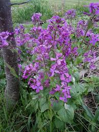 Image result for Lunaria annua