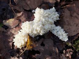 Attēlu rezultāti vaicājumam “Sebacina incrustans”