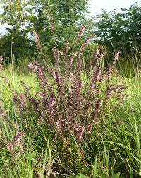 Attēlu rezultāti vaicājumam “Odontites vulgaris flower”