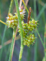 Attēlu rezultāti vaicājumam “Carex viridula flower”