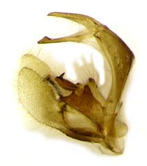 Attēlu rezultāti vaicājumam “Catoptria margaritella”