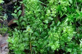 Attēlu rezultāti vaicājumam “Pseudobryum cinclidioides”