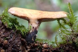 Attēlu rezultāti vaicājumam “Polyporus varius”