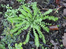 Attēlu rezultāti vaicājumam “Cardaminopsis arenosa leaf”
