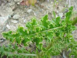 Attēlu rezultāti vaicājumam “Cirsium arvense fruit”