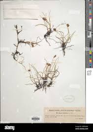 Attēlu rezultāti vaicājumam “Blysmus compressus leaf”