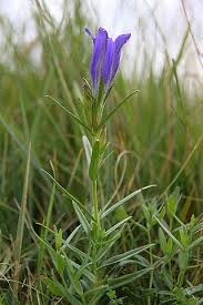 Attēlu rezultāti vaicājumam “Gentiana pneumonanthe”