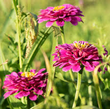 Image result for Zinnia elegans