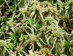 Attēlu rezultāti vaicājumam “Sphagnum girgensohnii”