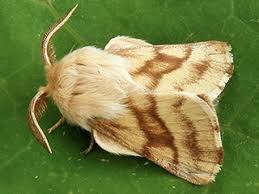 Attēlu rezultāti vaicājumam “Malacosoma castrensis male”