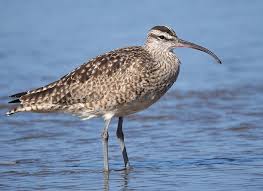 Image result for Numenius hudsonicus