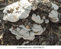 Attēlu rezultāti vaicājumam “Piptoporus betulinus”