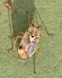 Attēlu rezultāti vaicājumam “Lygus pratensis”