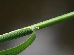 Attēlu rezultāti vaicājumam “Glyceria fluitans”