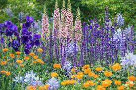 Attēlu rezultāti vaicājumam “Salvia nemorosa flower”