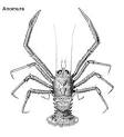Crustacea, the Higher Taxa - Anomura (Decapoda, Eucarida ...