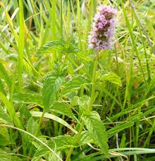Attēlu rezultāti vaicājumam “Mentha spicata”