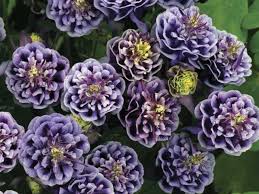 Image result for Aquilegia
