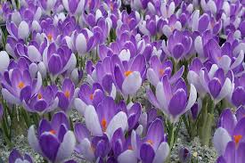 Attēlu rezultāti vaicājumam “Crocus vernus subsp. vernus flower”