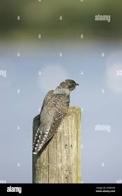 Attēlu rezultāti vaicājumam “Cuculus canorus juvenile”