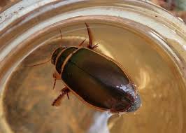 Attēlu rezultāti vaicājumam “Dytiscus sp.”