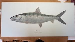 Image result for Albula vulpes