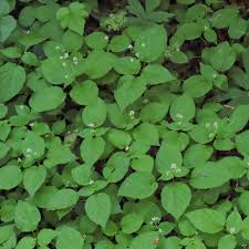 Attēlu rezultāti vaicājumam “Trichia alpina young”