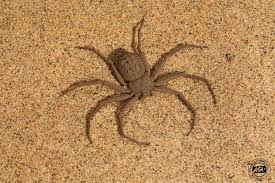 Image result for spider