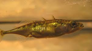 Attēlu rezultāti vaicājumam “Gasterosteus aculeatus”