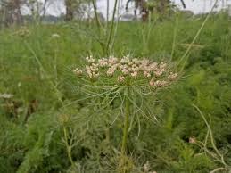 Attēlu rezultāti vaicājumam “Peucedanum palustre”
