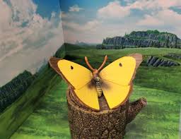 Attēlu rezultāti vaicājumam “Colias croceus underside”