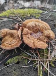 Attēlu rezultāti vaicājumam “Gloeophyllum trabeum”